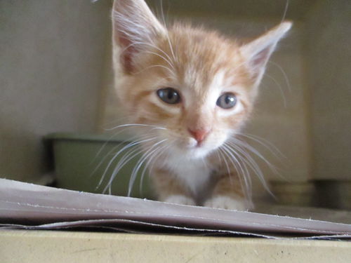 Orange Juice ADOPTED