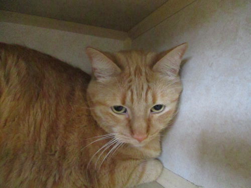 Iggy ADOPTED