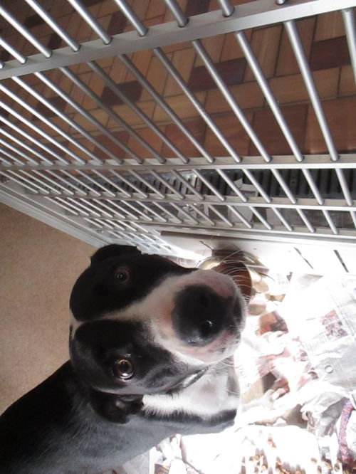 Olivia ADOPTED