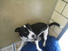 Olivia ADOPTED