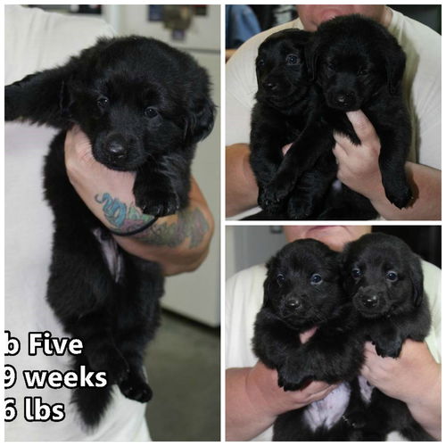 Fab Five 4 ADOPTED now terrific Trio