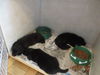 Fab Five 4 ADOPTED now terrific Trio