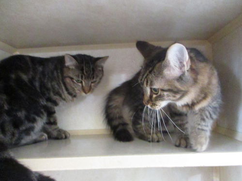Tabby Girls