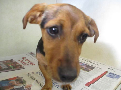 Jaimie ADOPTED