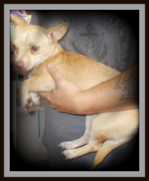 Violet  ADOPTED