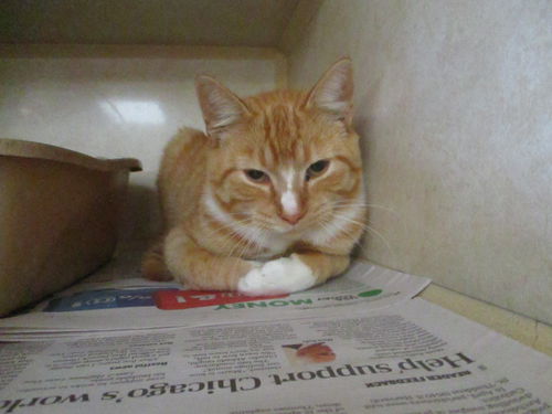 Orange Puff