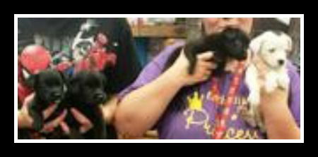 Lab mix