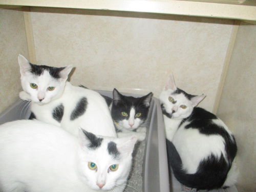 Quads 3 ADOPTED