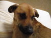 Dakota ADOPTED