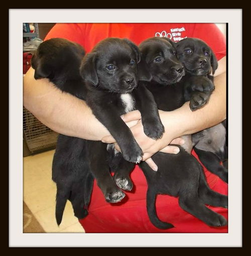 Dakotas Pups ALL ADOPTED