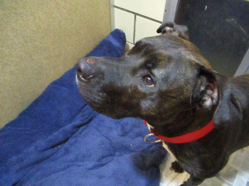 Zeus ADOPTED