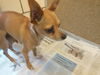 Itchy ADOPTED