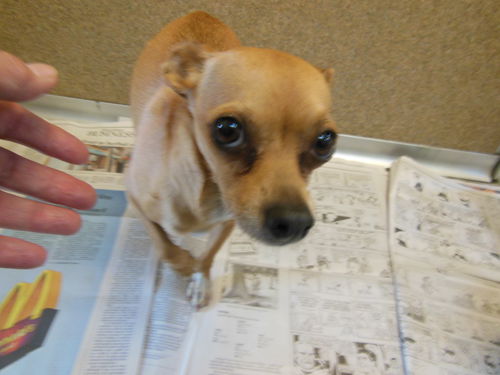 Itchy ADOPTED