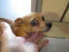 Itchy ADOPTED