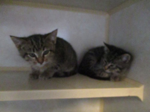 Tabby Twins