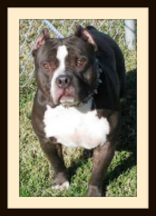 Tank ADOPTED