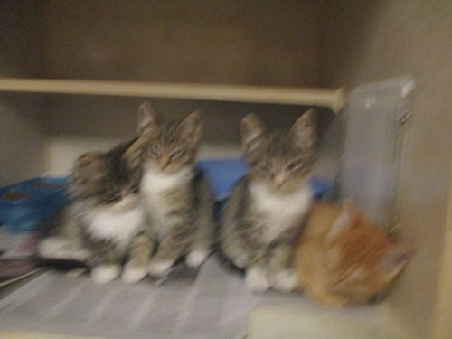 Fab Four ALL ADOPTED