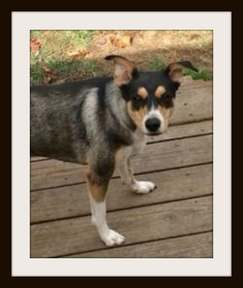 Jade ADOPTED
