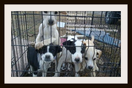 Quartet  ALL ADOPTED