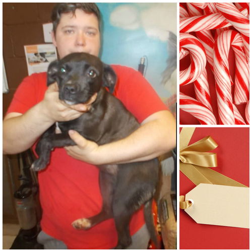 Isabella ADOPTED