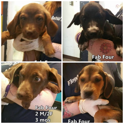 Fab Four  ALL ADOPTED