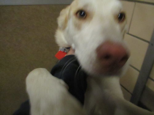 Taffy ADOPTED