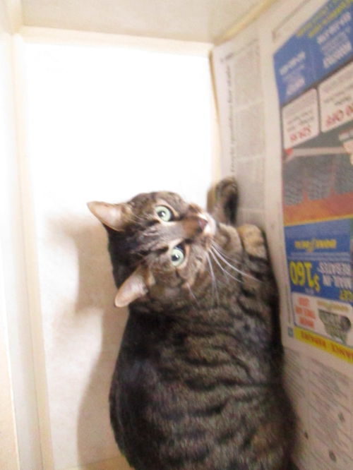 Jacob and Lucky BOTH ADOPTED