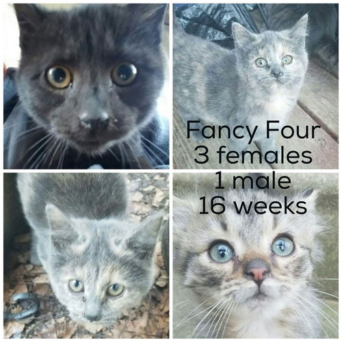 Fancy Four