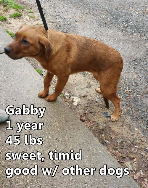 Gabby ADOPTED