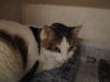 Daisy ADOPTED