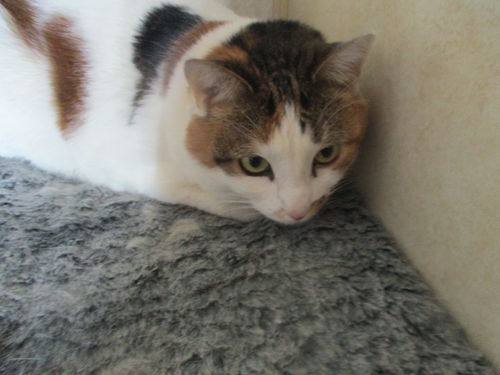 Daisy ADOPTED