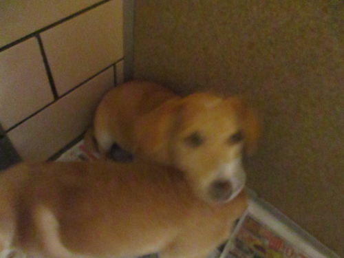 Fatty ADOPTED