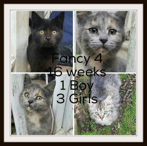 Fancy Four