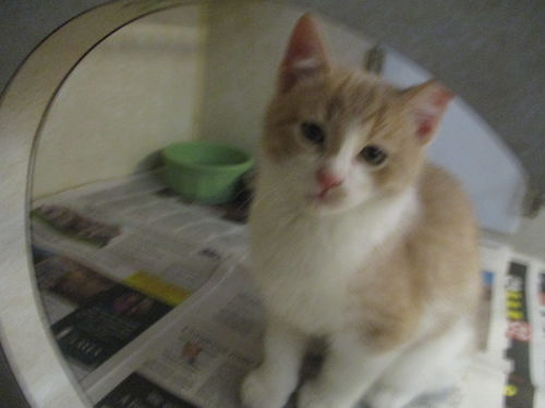 Orange Crush twins BOTH ADOPTED