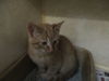 Orange Crush twins BOTH ADOPTED
