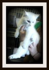 Jack Frost ADOPTED