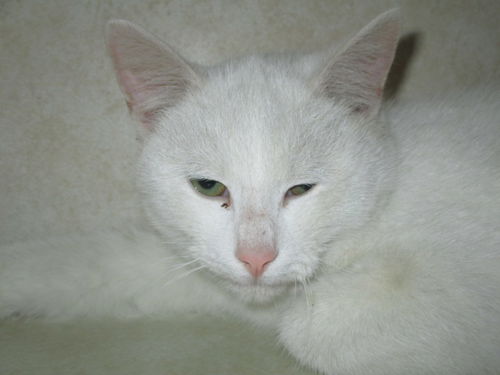 Jack Frost ADOPTED