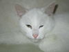 Jack Frost ADOPTED