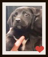 Lab Mix Kiddos ALL ADOPTED