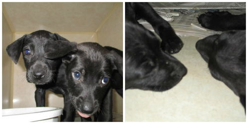 Lab Mix Kiddos ALL ADOPTED