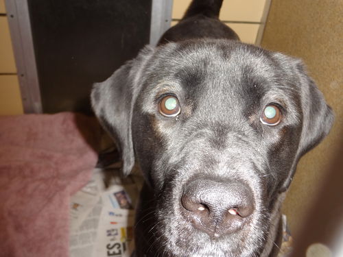 Violet ADOPTED