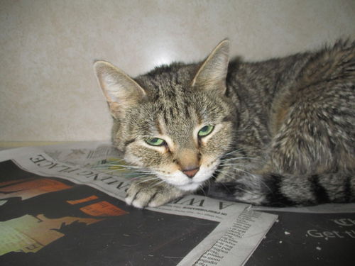 Daisy ADOPTED