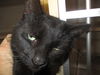 Onyx ADOPTED