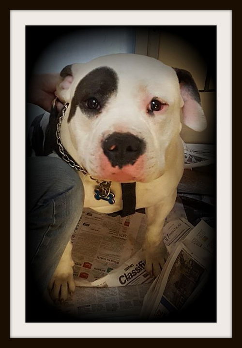 Zeus ADOPTED WOO HOO!!!!