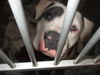 Zeus ADOPTED WOO HOO!!!!