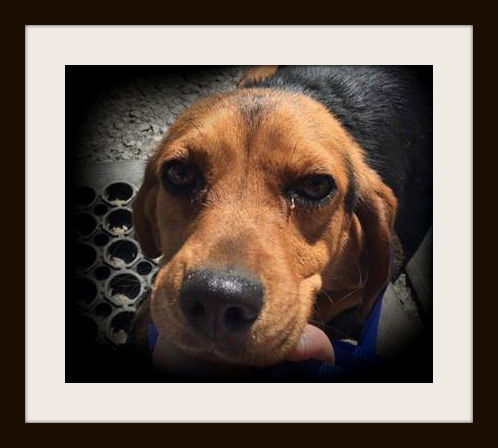 Velvet ADOPTED