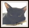 Zane ADOPTED