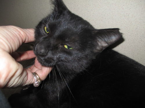Zane ADOPTED