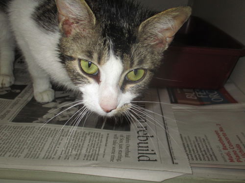 Fiona ADOPTED