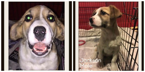 Jackson and Rosie BOTH ADOPTED